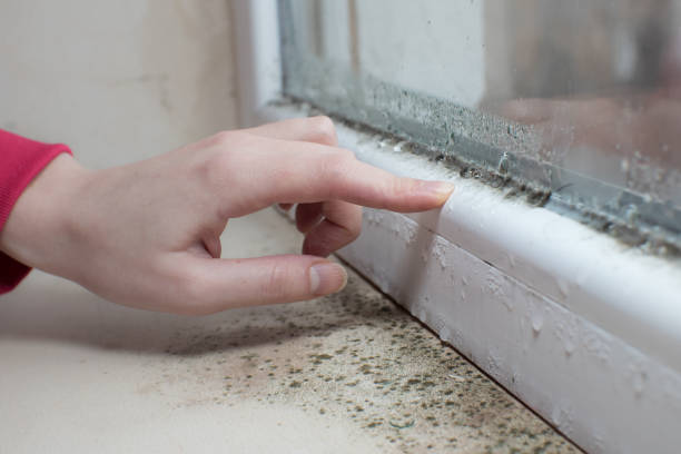 Best Crawl Space Mold Remediation  in Mackinac Island, MI