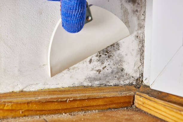 Best Forensic Mold Investigation  in Mackinac Island, MI